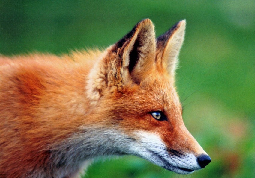 Le corps beau et le renard