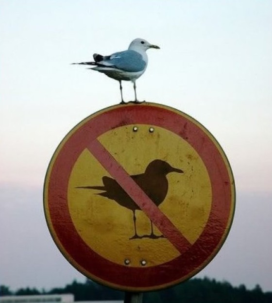 Une lecture du Lacan Ironiste de Paul Audi