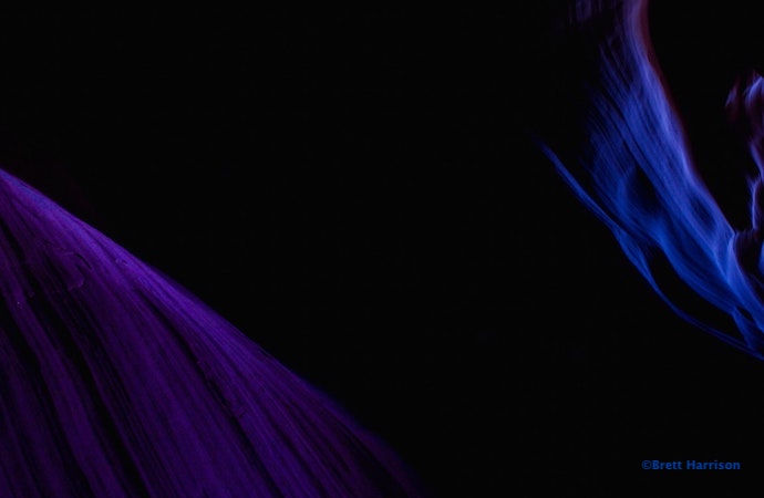 Le beau dans le trou de l’oreille, à propos du film de David Lynch, Blue Velvet