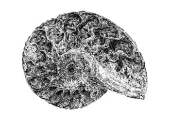 Trois questions à Véronique Tuzzolino et Véronique Bataille