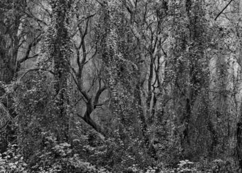 Le crime et ses en-quêtes de vérité