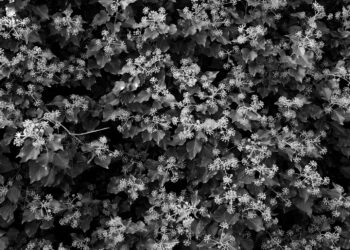 Monstration et mutations du crime organisé