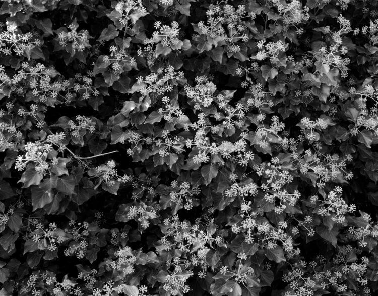 Monstration et mutations du crime organisé